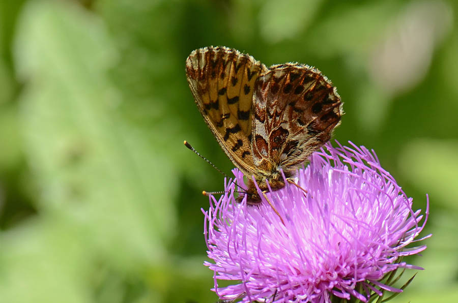 Boloria (Clossiana) titania